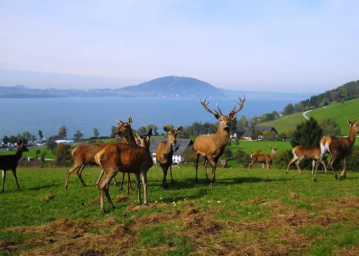 ホテル Gasthof-hotel Bramosen ワイレック